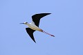 Echasse blanche en vol oiseau;echassier;echasse-blanche;himantopus-himantopus;vol;indre-36;brenne;france 