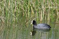 Foulque macroule sur un étang oiseau:echassier;foulque-macroule;fulica-atra;reflet;etang;indre-36;brenne;france 