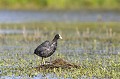 Foulque macroule sur la végétation aquatique oiseau;echassier;foulque-macroule;fulica-atra;sol;vegetation-aquatique;indre-36;brenne;france; 