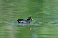 Gallinule poule d'eau sur l'eau oiseau;echassier;gallinule-poule-d-eau;gallinula-chloropus;etang;indre-36;brenne;france 