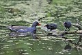 Gallinule poule d'eau avec ses poussins oiseau;echassier;gallinule-poule-d-eau;gallinula-chloropus;bras-mort-de-la-seine;yvelines-78;france; 