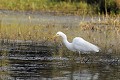 Grande aigrette à la pêche dans un étang oiseau;echassier;grande-aigrette;egretta-alba;peche;etang;indre-36;brenne;france; 