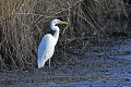 Grande aigrette à l'abri des roseaux oiseau:echassier;grande-aigrette;egretta-alba;abri;roseaux;etang;indre-36;brenne;france; 