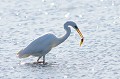 Grande aigrette à la pêche dans un étang oiseau;echassier;grande-aigrette;egretta-alba;etang;peche;poisson;indre-36;brenne;france; 