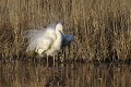 Grande aigrette qui s'ébroue après le toilettage oiseau;echassier;grande-aigrette;egretta-alba;toilettage;etang;roseaux;indre-36;brenne;france; 