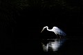 Grande aigrette à la pêche en clair-obscur oiseau;echassier;grande-aigrette;egretta-alba;clair-obscur;indre-36;brenne;france; 