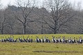 Grues cendrées en halte migratoire oiseau;echassier;grue-cendree;grus-grus;halte-migratoire;indre-36;brenne;france; 