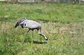 Grue cendrée cherchant sa nourriture oiseau;echassier;grue-cendree;grus-grus;nourriture sol;indre-36;brenne;france; 