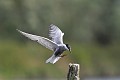 Guifette moustac à l'atterrissage sur un poteau oiseau;echassier;guifette-moustac;chlidonias-hybridus;atterrissage;poteau;indre-36;brenne;france; 