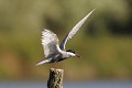 Guifette moustac à l'atterrissage sur un poteau oiseau;echassier;guifette-moustac;chlidonias-hybridus;atterrissage;poteau;indre-36;brenne;france; 