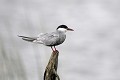 Guifette moustac posée sur un poteau oiseau;echassier;guifette-moustac;chlidonias-hybridus;perchee-sur-un-poteau;indre-36;brenne;france; 