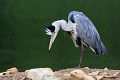 Héron cendré qui se gratte oiseau;echassier;heron-cendre;ardea-cinerea;gratte;toilette;indre-36;brenne;france; 