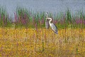 Héron cendré dans étang asséché oiseau;echassier;heron-cendre;ardea-cinerea;etang-asseche;salicaires;indre-36;brenne;france; 