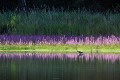 Héron cendré sur un étang bordé de salicaires oiseau;echassier;heron-cendre;etang-borde-de-salicaires;ardea-cinerea;indre-36;brenne;france; 