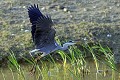 Héron cendré décollant d'une mare oiseau;echassier;heron-cendre;ardea-cinerea;vol;décollage;yvelines-78;france; 