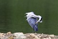 Héron cendré à sa toilette oiseau;echassier;heron-cendré;ardea-cinerea;toilette;lot-46;france 