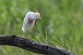 Héron garde-boeufs perché sur un arbre mort oiseau;echassier;heron-garde-boeufs;bubulcus-ibis;arbre-mort;indre-36;brenne;france; 