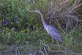 Héron pourpré sur la berge d'un étang oiseau;echassier;heron-pourpre;ardea-purpurea;sol;berge;etang;indre-36;brenne;france; 