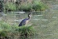 Héron pourpré à l'affût au bord d'un étang oiseau:echassier;heron-pourpre;ardea-purpurea;affut;etang;indre-36;brenne;france; 