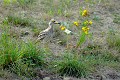 Oedicnème criard dans une lande fleurie oiseau;echassier;oedicneme-criard;burhinus-oedicnemus;lande;fleurs;yvelines78;france; 