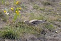 Oedinème criard à l'approche d'un partenaire oiseau;echassier;oedicneme-criard;lande;chant;yvelines-78;france; 