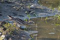 Oedicnème criard se désaltérant dans une mare oiseau;echassier;oedicneme-criard:burhinus-oedicnemus;mare;soif;yvelines-78;france; 