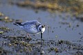 Phalarope à bec large cherchant sa nourriture sur les végétaux aquatiques d'un lac oiseau;echassier;phalarope-a-bec-large;phalaropus-fulicarius;lac;végétation-aquatique;yvelines-78;france; 