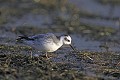 Phalarope à bec large cherchant sa nourriture sur les végétaux aquatiques d'un lac oiseau;echassier;phalarope-a-bec-large;phalaropus-fulicarius;vegetation-aquatique;nourriture;yvelines-78;france; 