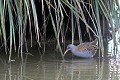 Râle d'eau dans la végétation d'un étang oiseau;echassier;rale-d-eau;rallus-aquaticus;etang;vegetation;indre-36;brenne;france; 