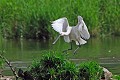 Spatule blanche à l'atterrissage oiseau;echassier;spatule-blanche;platalea-leucorodia;atterrissage;lot-46;france; 