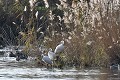 Spatules blanches dans les roseaux au bord d'un étang oiseau;echassier;spatule-blanche;platalea-leucorodia;roseaux;etang;indre-36;brenne;france; 