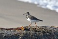 Tournepierre à collier en bord de mer oiseau;echassier;tournepierre-a-collier;arenaria-interpres;bord-de-mer;ile-d-yeu;france; 