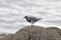 Tournepierre à collier mangeant une crevette oiseau;echassier;tournepierre-a-collier;arenaria-interpres;nourriture;bord-de-mer;ile-d-yeu;france; 