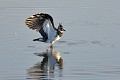 Vanneau huppé prêt à s'envoler oiseau;echassier;vanneau-huppe;vanellus-vanellus;envol;bord-d-etang;indre-36;brenne;france; 