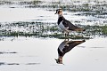 Vanneau huppé et son reflet dans l'eau oiseau;echassier;vanneau-huppe;vanellus-vanellus;etang;reflet;indre-36;brenne;france; 