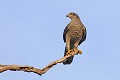 Autour des palombes adulte perché sur un chêne mort oiseau;rapace;autour-des-palombes;accipiter-gentilis;adulte;perché;chene-mort;yvelines-78;france; 