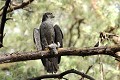 Autour des palombes avec sa proie oiseau;rapace;autour-des-palombes;acipiter-gentilis;proie;pigeonneau;perché;indre-36;brenne;france; 