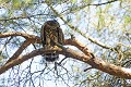 Autour des palombes juvénile perché dans un pin oiseau;rapace;autour-des-palombes;accipiter-gentilis;juvénile;perché;pin;indre-36;brenne;france; 