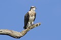 Balbuzard-pêcheur perché sur un arbre mort oiseau;rapace;balbuzard-pecheur;pandion-haliaetus;perché-sur-un chene;yvelines-78;france; 