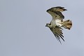 Balbuzard pêcheur en vol avec un poisson dans les serres oiseau;rapace;balbuzard-pecheur;pandion-haliaetus;vol;poisson-dans-les-serres;yvelines-78;france; 