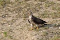 Bondrée apivore descendant boire à une mare oiseau;rapaces;bondree-apivore;pernis-apivorus;sol;mare;boire;yvelines-78;france; 