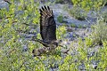 Bondrée apivore décollant d'un buisson oiseau;rapace;bondree-apivore;pernis-apivorus;envol;yvelines-78;france; 