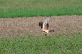 Busard Saint-Martin en vol avec un campagnol dans les serres oiseau;rapace;busard-saint-martin;circus-cyaneus;vol;proie;serres;lot-46;france; 