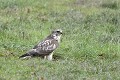 Buse variable au sol oiseau;rapace;buse-variable;buteo-buteo;sol;lot-46;france; 