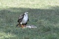 Buse variable au sol sur une carcasse de lièvre oiseau;rapace;buse-variable;buteo-buteo;sol;carcasse-de-lievre;blanche;lot-46;france; 