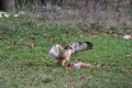 buse variable protégeant sa carcasse en ouvrant les ailes oiseau;rapace;buse-variable;buteo-buteo;sol;carcasse-de-lievre;lot-46;france 