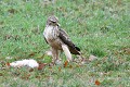 Buse variable près d'une carcasse de lièvre oiseau;rapace;buse-variable;buteo-buteo;sol;carcasse-de-lievre;lot-46;france; 