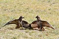 Buses variables qui se querellent oiseau;rapace;buse-variable;buteo-buteo;querelle-au-sol;lot-46;france; 