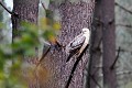 Buse variable au plumage blanc oiseau;rapace;buse-variable;buteo-buteo;plumage-blanc;indre-36;brenne;france; 