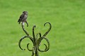 Chevêche d'Athéna perchée sur un campanile de puit oiseau;rapace;cheveche-d-athena;athene-noctua;campanile;puit;yvelines-78;france; 